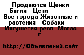 Продаются Щенки Бигля › Цена ­ 35 000 - Все города Животные и растения » Собаки   . Ингушетия респ.,Магас г.